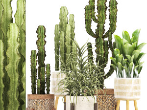 collection of exotic cactus plants 7 3D Model