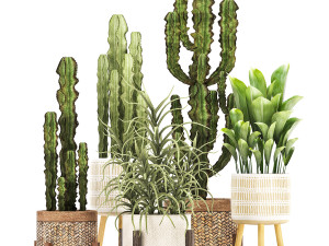 collection of exotic cactus plants 7 3D-Modell
