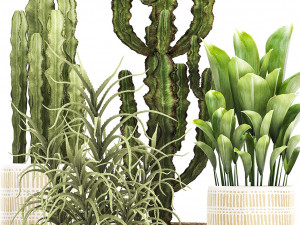 collection of exotic cactus plants 7 3D-Modell