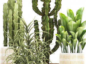 collection of exotic cactus plants 7 3D Model