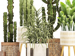 collection of exotic cactus plants 7 3D-Modell