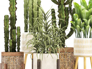 collection of exotic cactus plants 7 3D Model