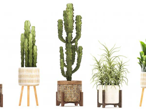 collection of exotic cactus plants 7 3D Model