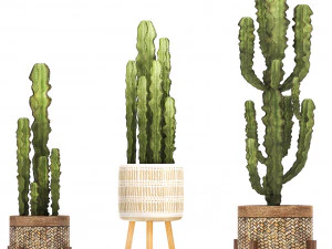 collection of exotic cactus plants 7 3D Model