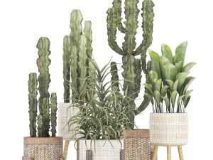 collection of exotic cactus plants 7 3D Model