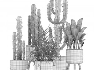 collection of exotic cactus plants 7 3D-Modell