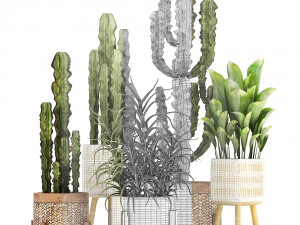 collection of exotic cactus plants 7 3D Model