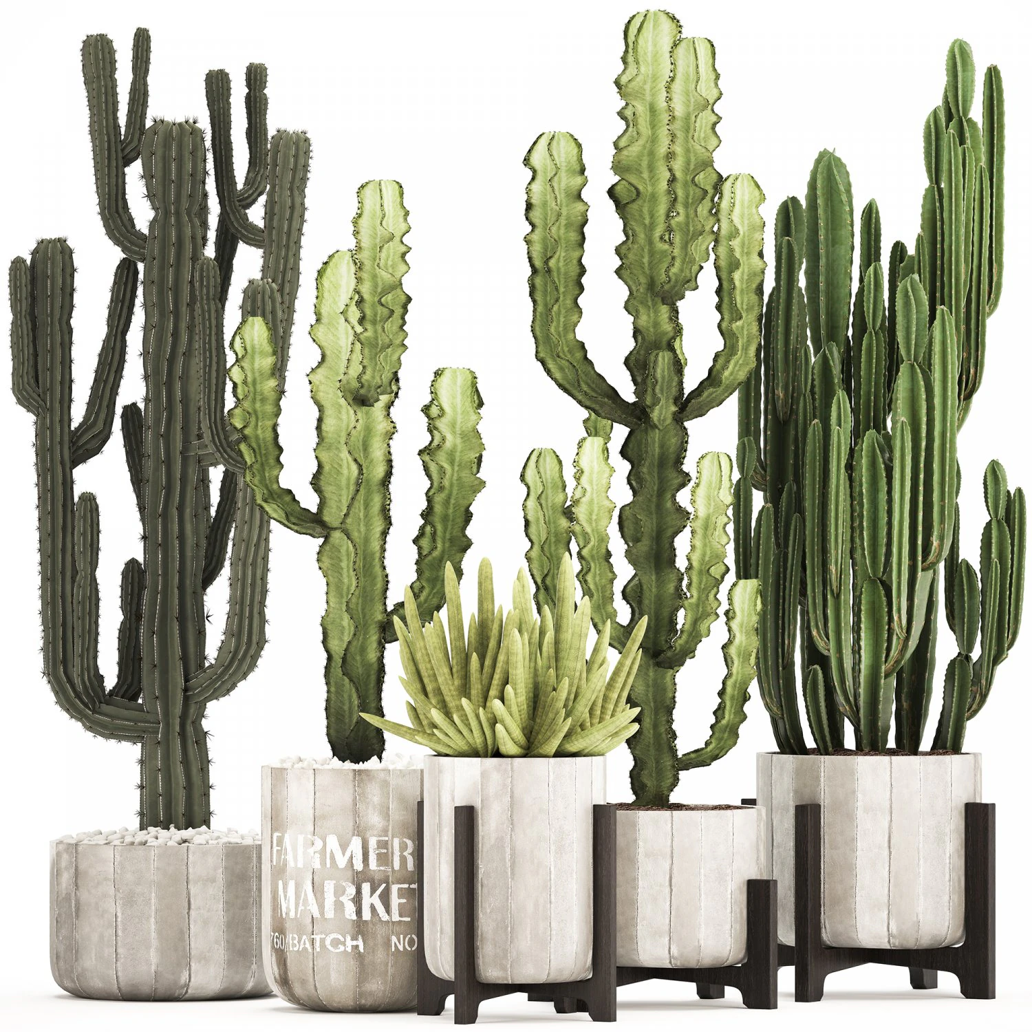 collection of exotic cactus plants 8 3D Model .c4d .max .obj .3ds .fbx .stl .blend 