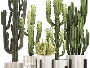 collection of exotic cactus plants 8 3D Model