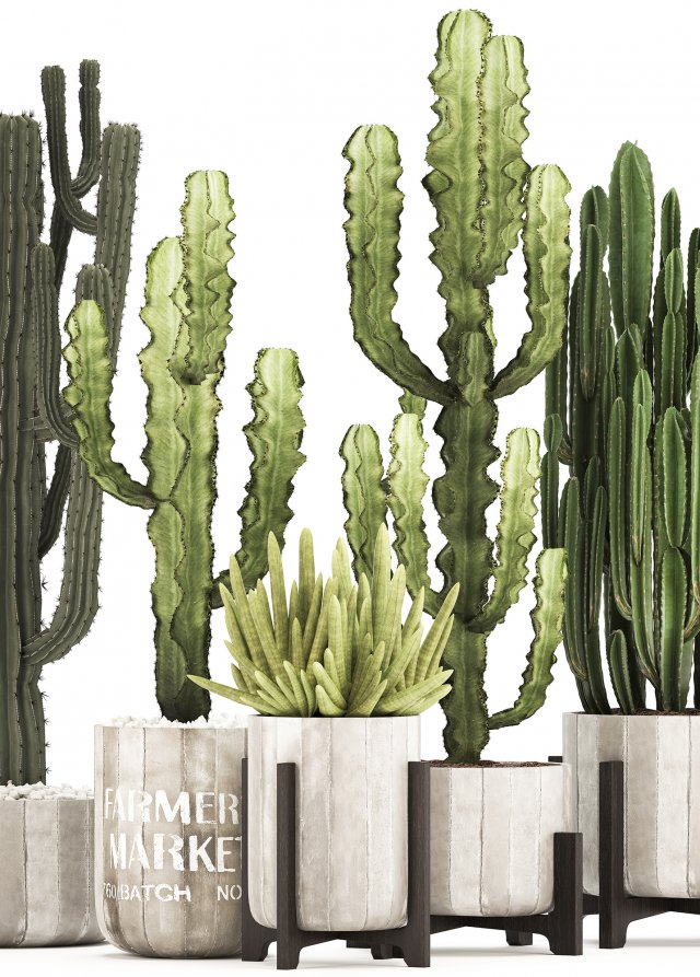 Collection Of Exotic Cactus Plants 8 3D Модель In Маленикие.