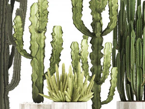 collection of exotic cactus plants 8 3D Model