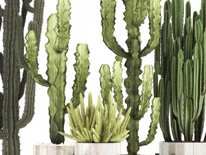 collection of exotic cactus plants 8 Modèle 3D