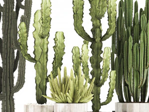 collection of exotic cactus plants 8 3D Model