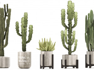 collection of exotic cactus plants 8 Modèle 3D