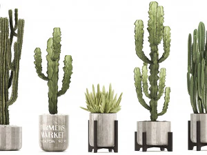 collection of exotic cactus plants 8 3D Model