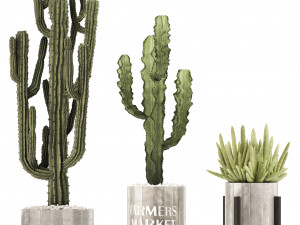 collection of exotic cactus plants 8 Modèle 3D