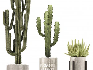 collection of exotic cactus plants 8 3D Model