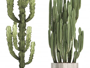 collection of exotic cactus plants 8 3D Model