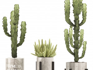 collection of exotic cactus plants 8 Modèle 3D