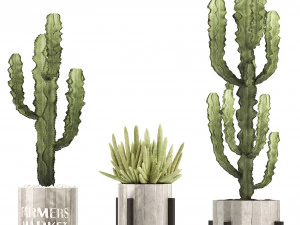 collection of exotic cactus plants 8 3D Model