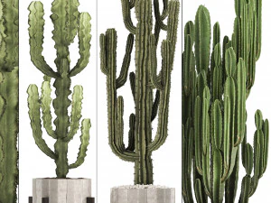 collection of exotic cactus plants 8 3D Model