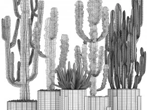 collection of exotic cactus plants 8 3D Model