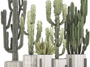 collection of exotic cactus plants 8 Modèle 3D