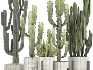 collection of exotic cactus plants 8 3D Model