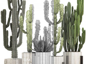collection of exotic cactus plants 8 3D Model