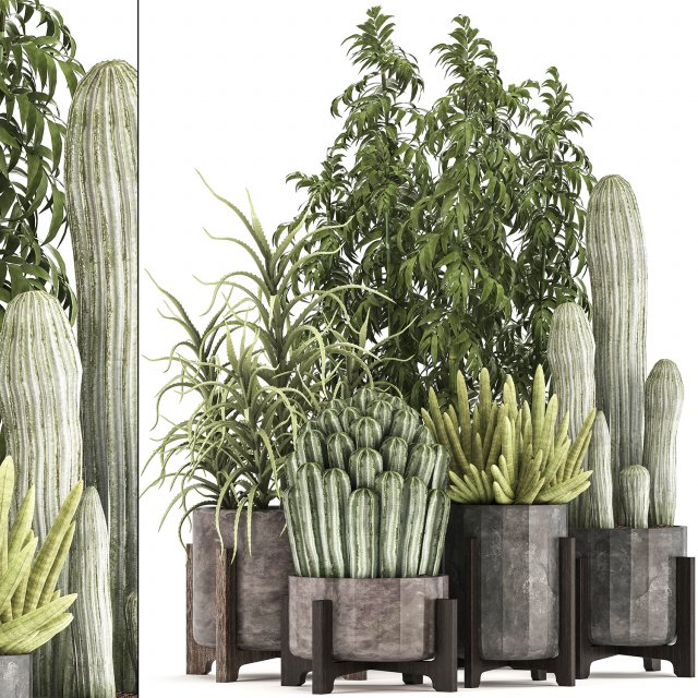 collection of exotic cactus plants 8 3D Model .c4d .max .obj .3ds .fbx .stl .blend 