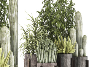 collection of exotic cactus plants 8 3D Model