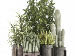 collection of exotic cactus plants 8 3D Model