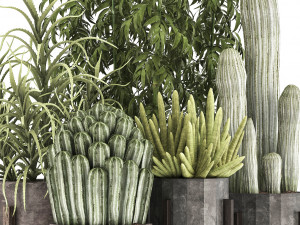 collection of exotic cactus plants 8 3D Model