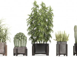 collection of exotic cactus plants 8 3D Model