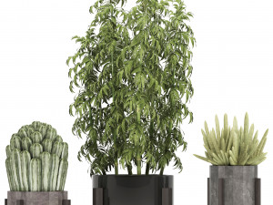 collection of exotic cactus plants 8 3D Model