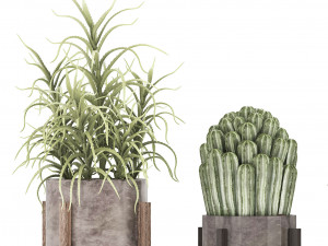 collection of exotic cactus plants 8 3D Model