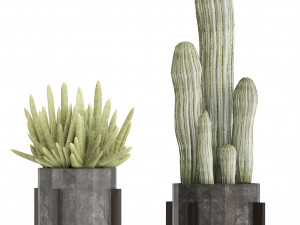 collection of exotic cactus plants 8 3D Model