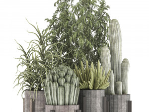 collection of exotic cactus plants 8 3D Model