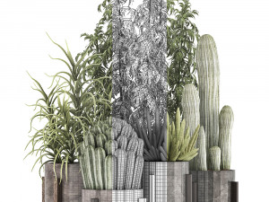 collection of exotic cactus plants 8 3D Model