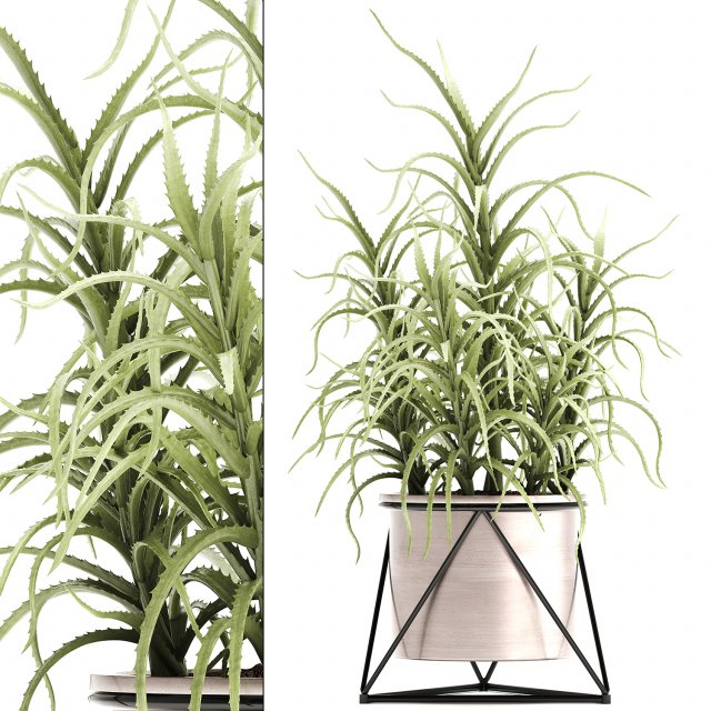 aloe arborescens Modelo 3D .c4d .max .obj .3ds .fbx .stl .blend 