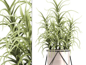 aloe arborescens Modelo 3D