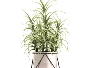 aloe arborescens Modelo 3D