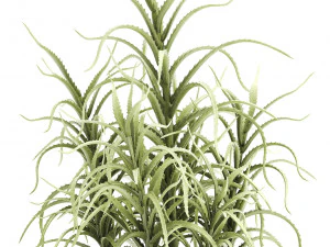 aloe arborescens Modelo 3D
