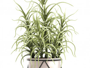 aloe arborescens Modelo 3D