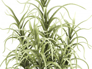 aloe arborescens Modelo 3D