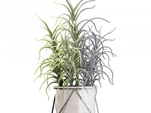 aloe arborescens Modelo 3D