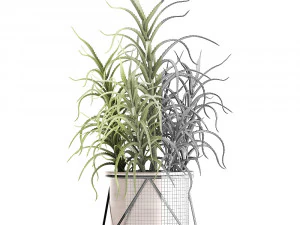 aloe arborescens Modelo 3D