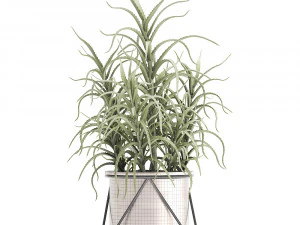 aloe arborescens Modelo 3D