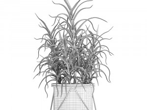 aloe arborescens Modelo 3D
