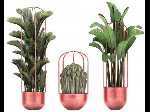 collection of exotic plants 45 Modèle 3D